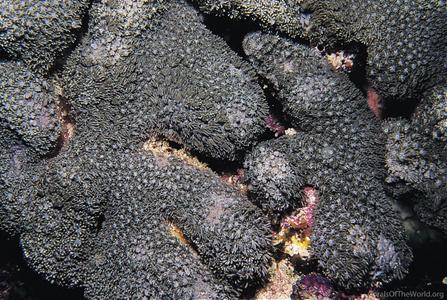 Goniopora burgosi
