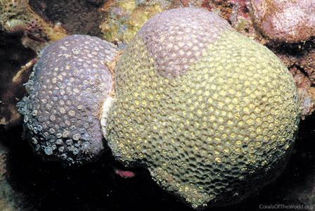 CotW: Goniopora cellulosa