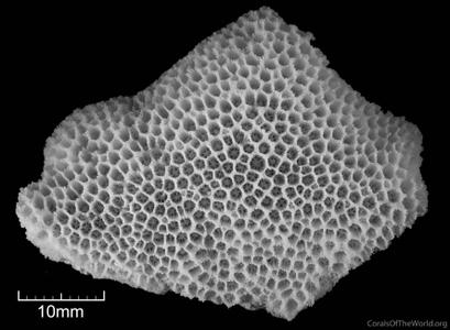 CotW: Goniopora cellulosa