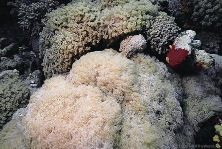 CotW: Goniopora ciliatus