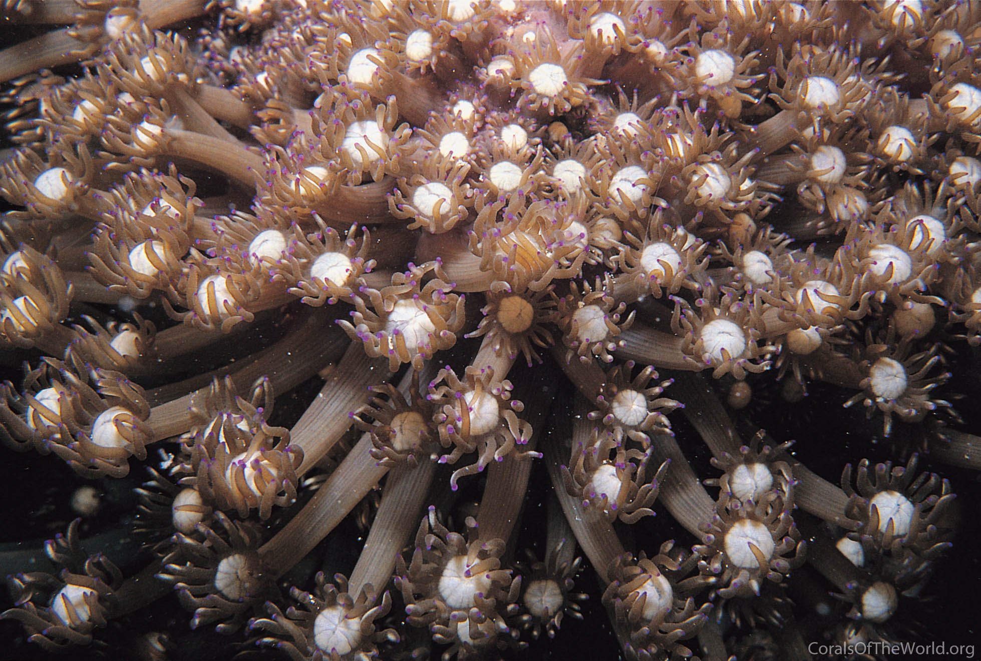 Goniopora columna