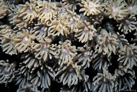 CotW: Goniopora djiboutiensis