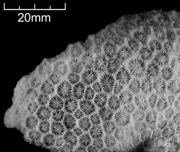 CotW: Goniopora djiboutiensis