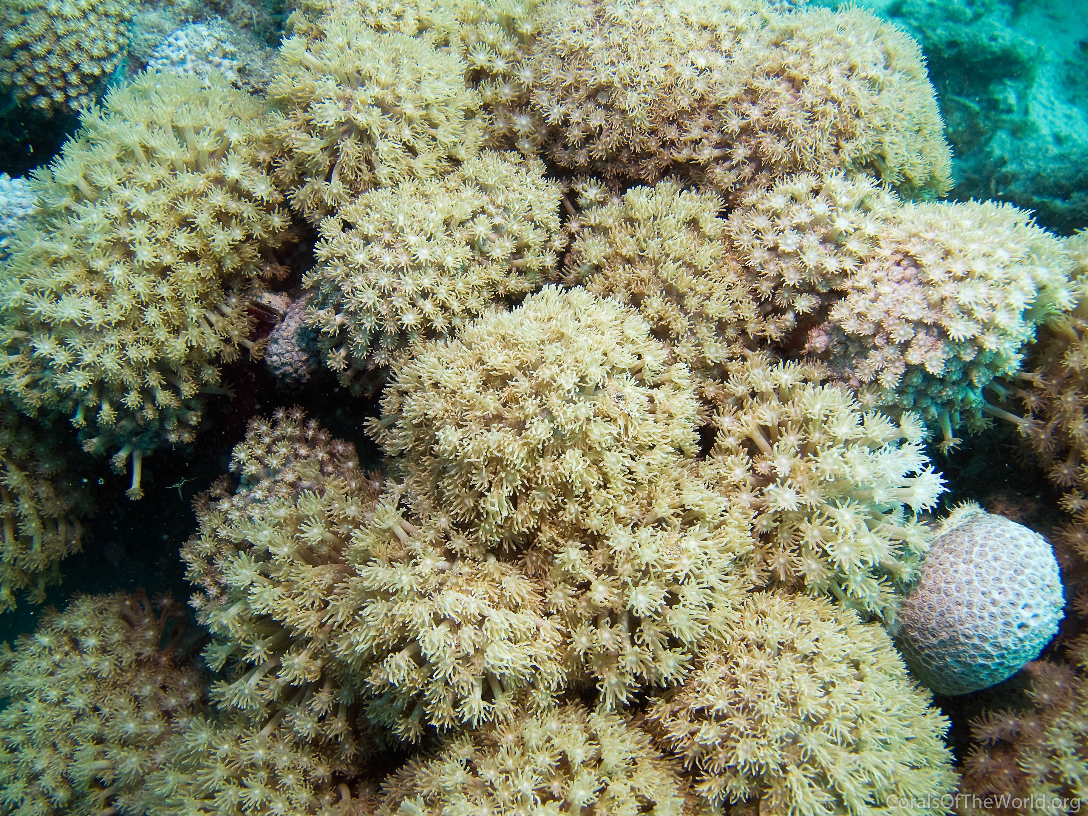 Goniopora eclipsensis