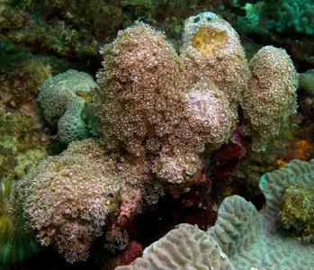 CotW preview: Goniopora eclipsensis