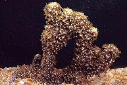 CotW preview: Goniopora fruticosa