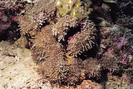 CotW: Goniopora fruticosa