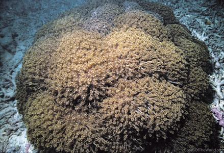 CotW preview: Goniopora lobata