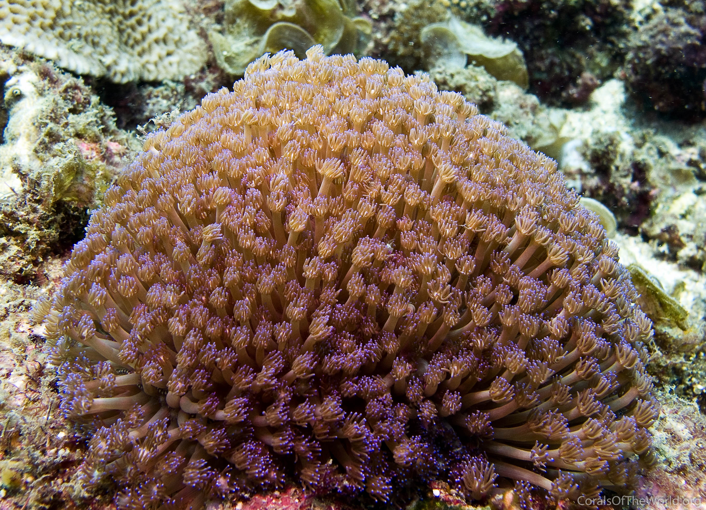 Goniopora minor