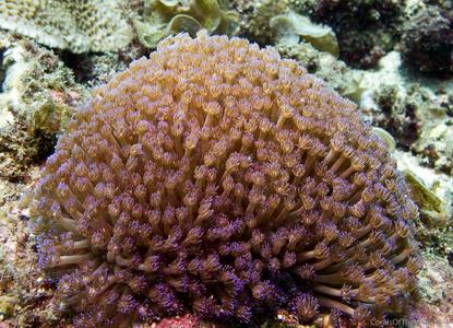 CotW preview: Goniopora minor