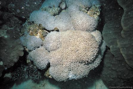 CotW preview: Goniopora minor