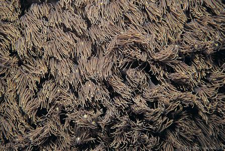 CotW preview: Goniopora norfolkensis