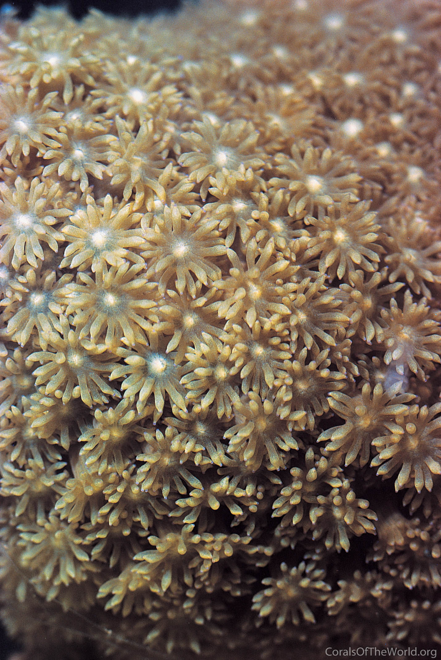 Goniopora palmensis