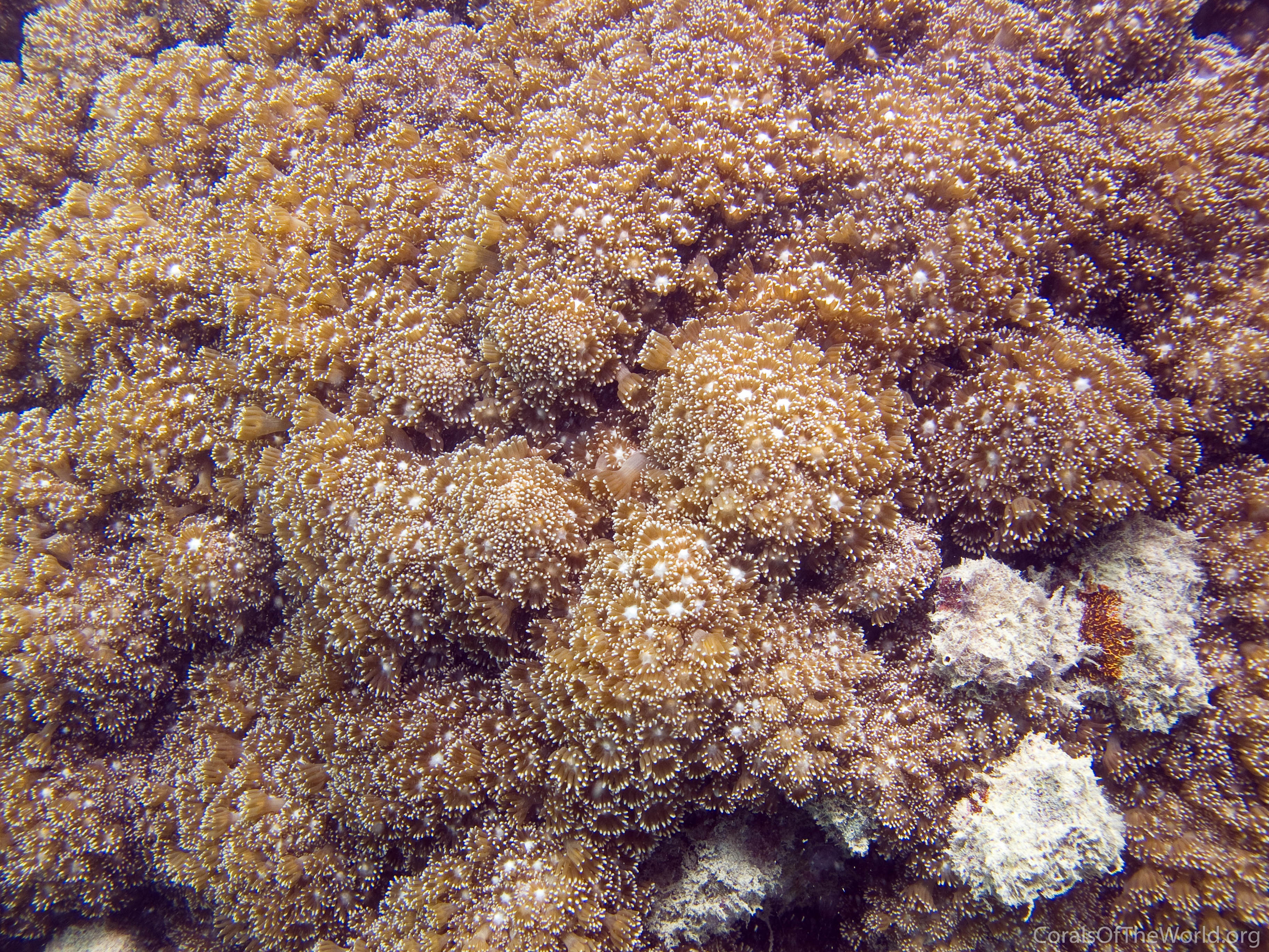 Goniopora pandoraensis