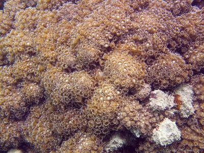 CotW preview: Goniopora pandoraensis