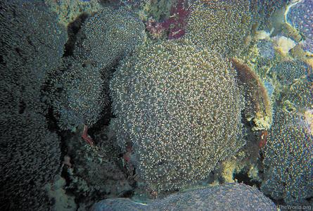 CotW preview: Goniopora pandoraensis