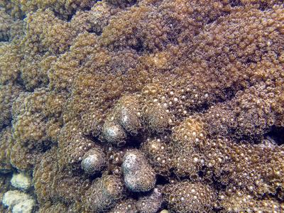 CotW: Goniopora pandoraensis