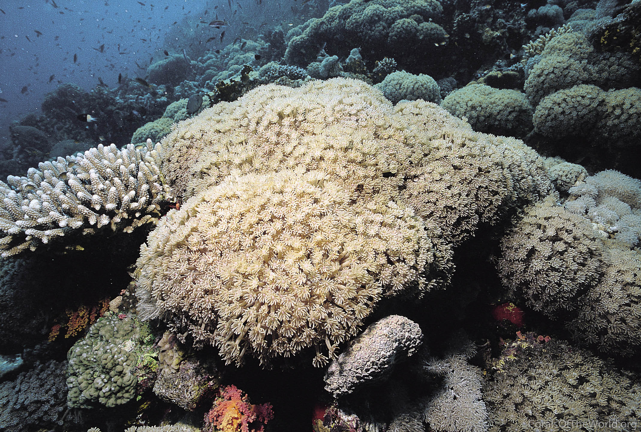 Goniopora pearsoni