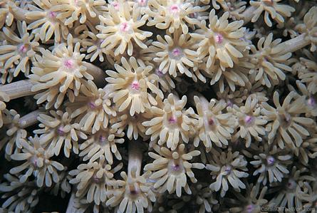 CotW preview: Goniopora pearsoni