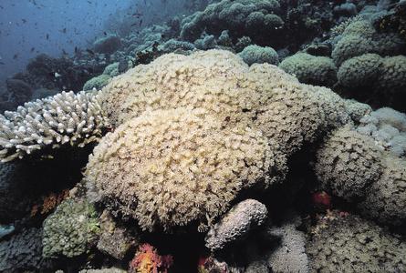 CotW: Goniopora pearsoni