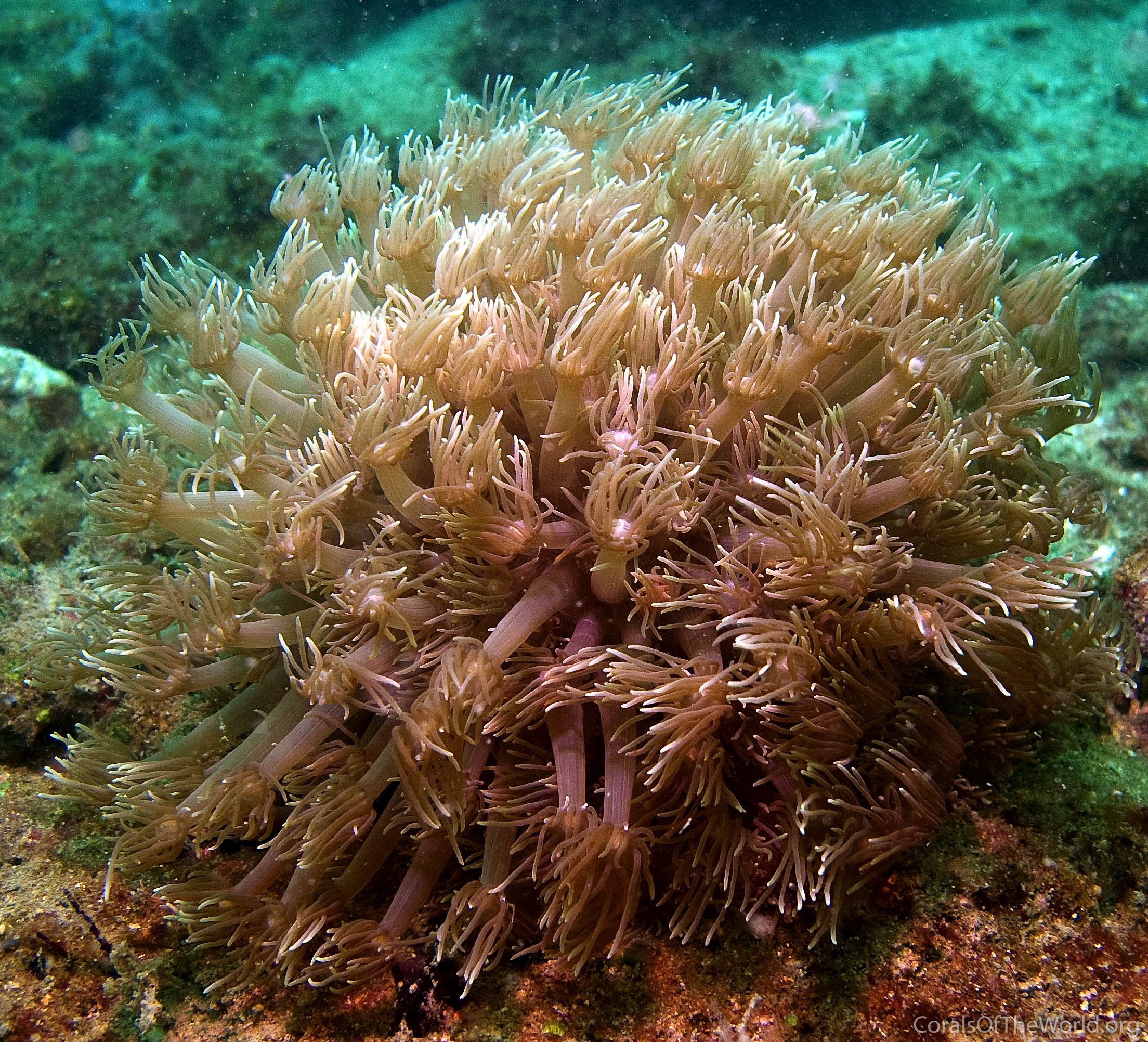 Goniopora pendulus