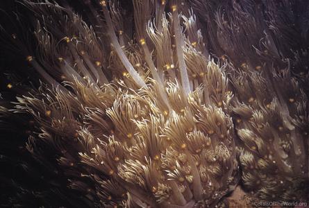 CotW: Goniopora pendulus