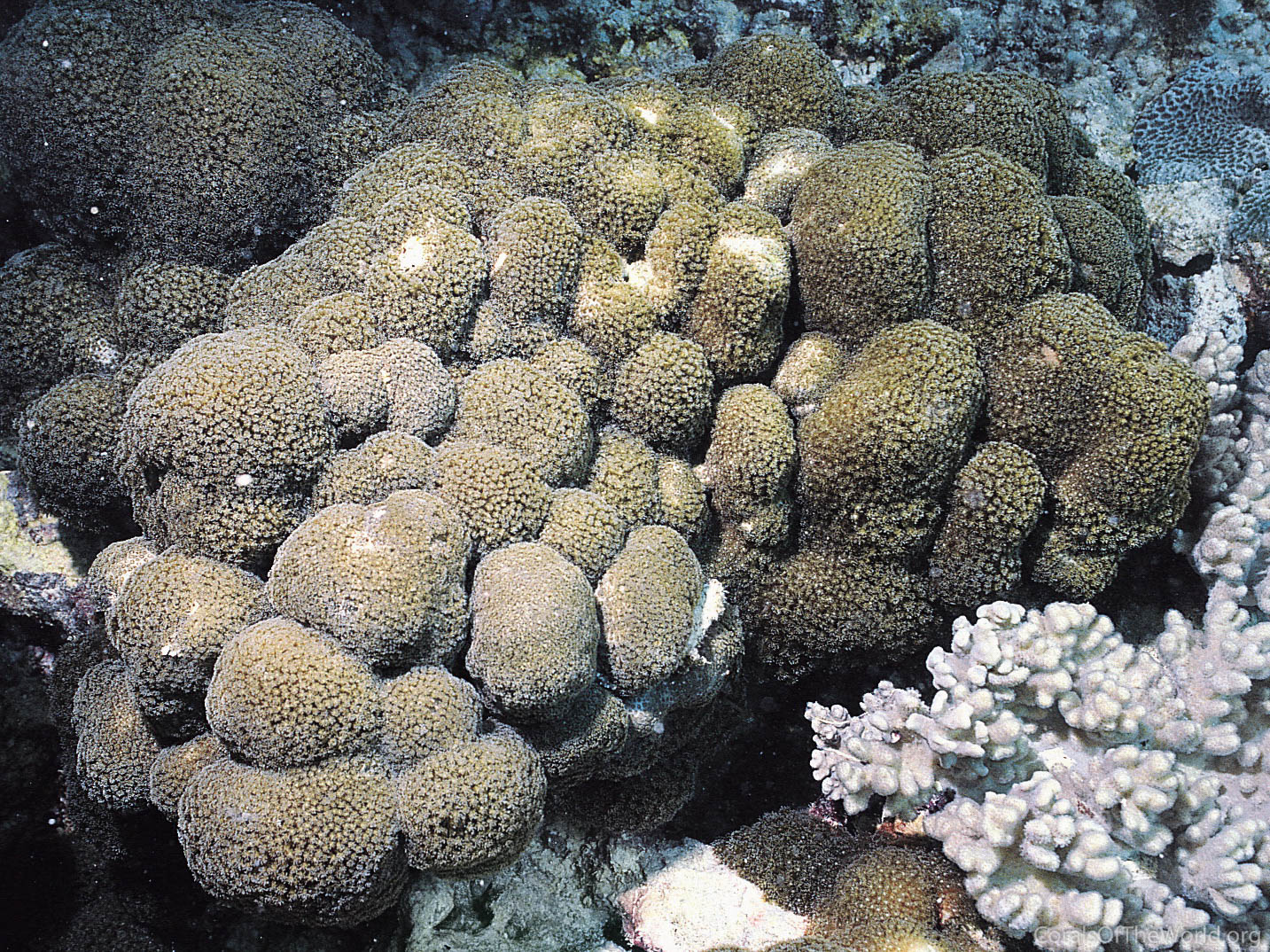 Goniopora planulata