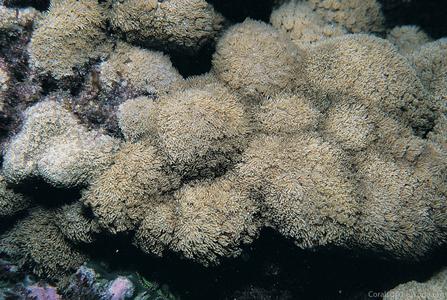 CotW: Goniopora planulata