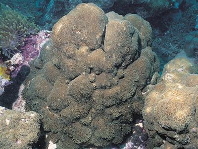 CotW: Goniopora planulata