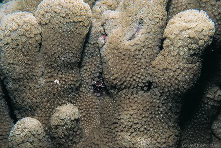 CotW: Goniopora planulata