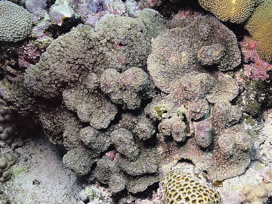 Goniopora polyformis