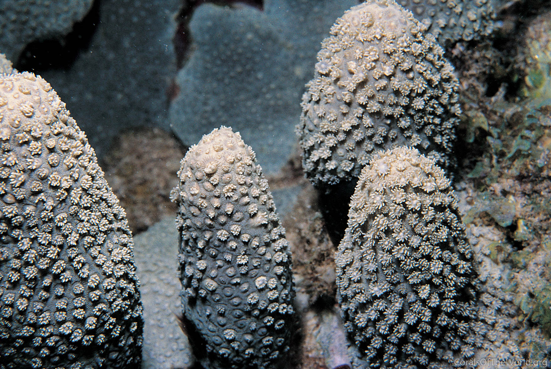 Goniopora savignyi
