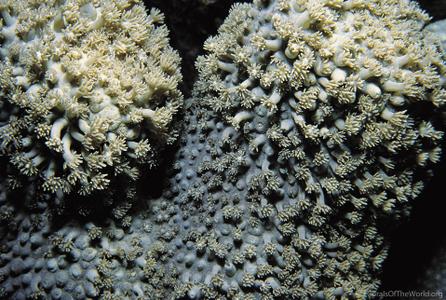 CotW: Goniopora savignyi