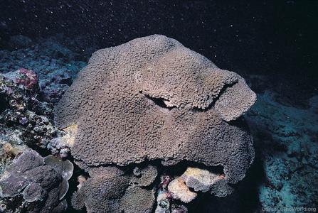 CotW preview: Goniopora somaliensis