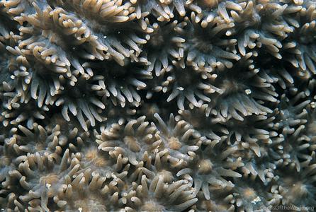 CotW: Goniopora somaliensis