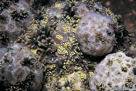 CotW: Goniopora stokesi