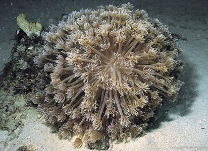 CotW: Goniopora stokesi