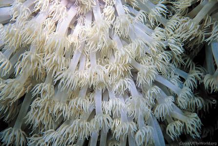 CotW: Goniopora sultani