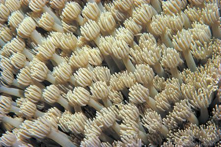 CotW: Goniopora tenuidens