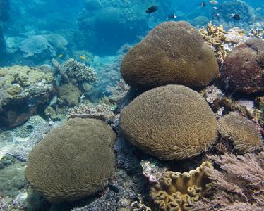 CotW: Goniopora tenuidens