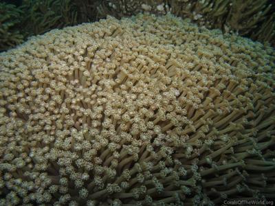 CotW: Goniopora tenuidens