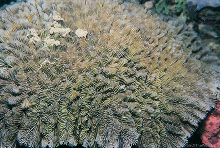 CotW preview: Gyrosmilia interrupta