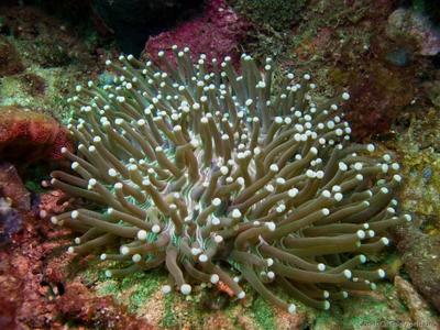 CotW: Heliofungia actiniformis