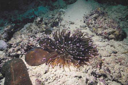 CotW: Heliofungia actiniformis