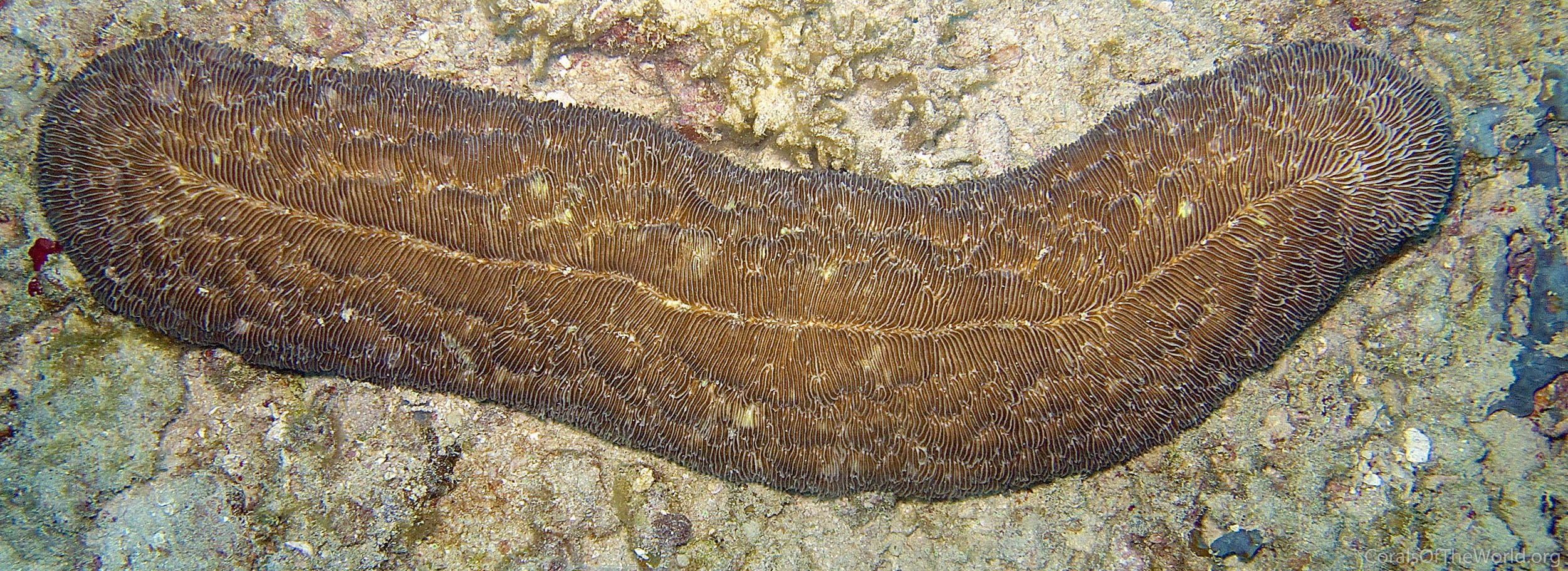 Image from Corals of the World: Herpolitha limax