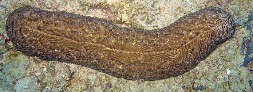 CotW preview: Herpolitha limax