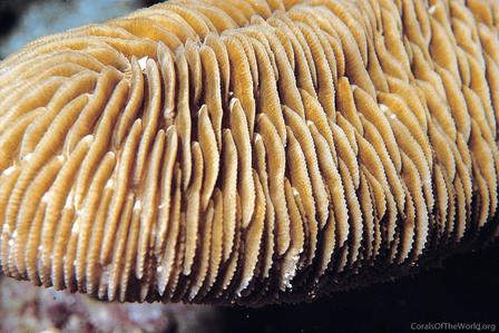 CotW: Herpolitha limax