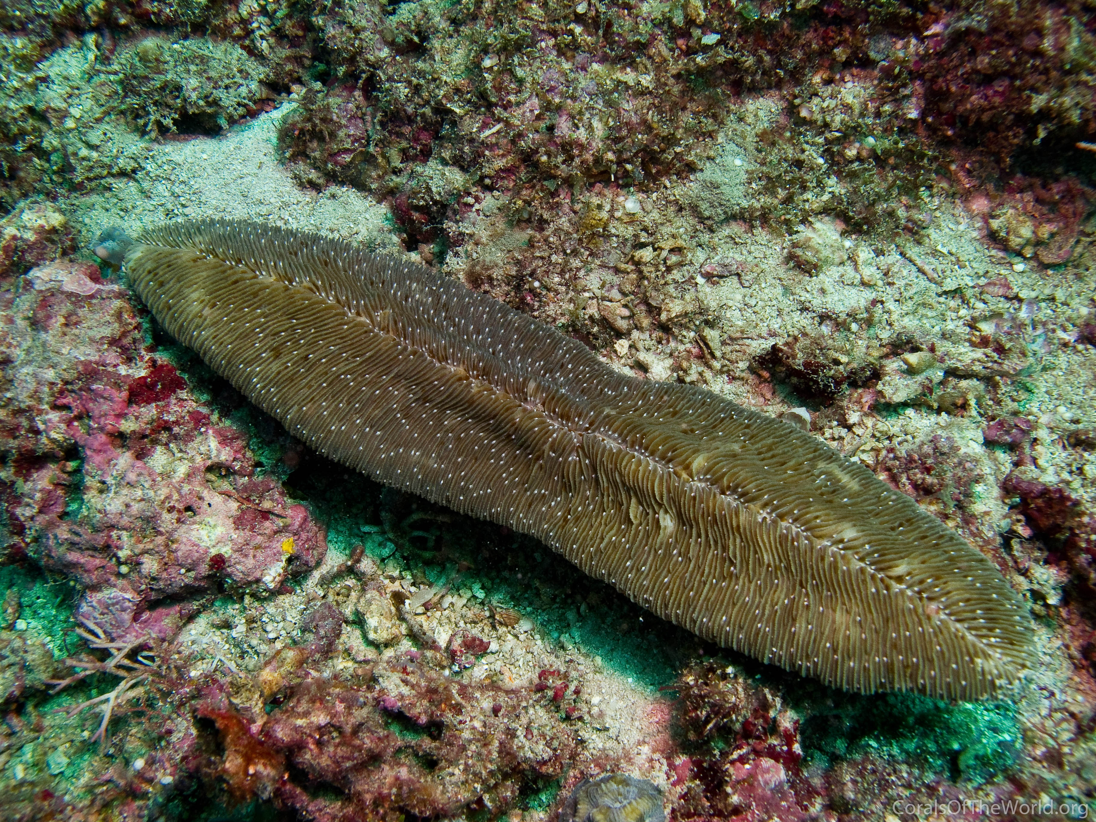 Image from Corals of the World: Herpolitha weberi