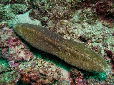 CotW preview: Herpolitha weberi