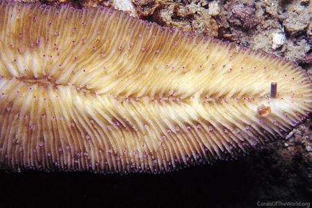 CotW preview: Herpolitha weberi